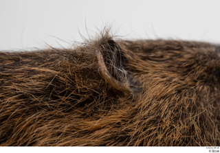 Nutria ear 0008.jpg